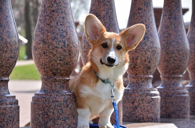 corgi waiting fence pics