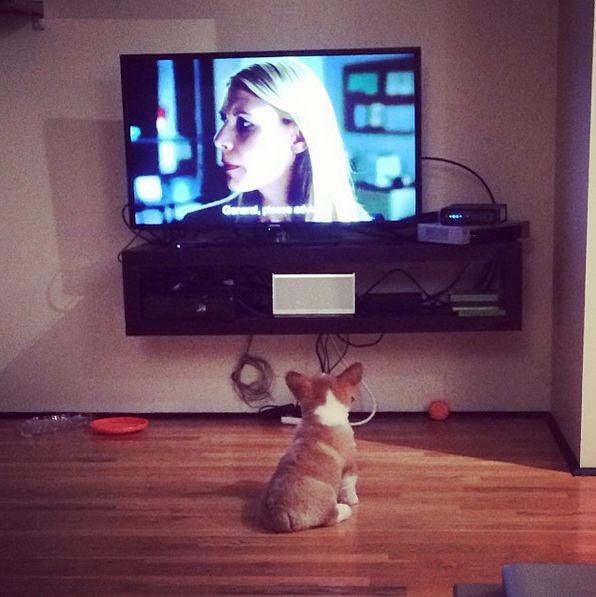 corgi watching TV fun