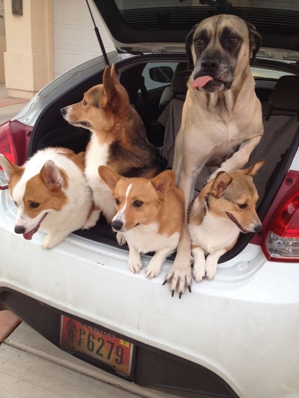 corgis in car