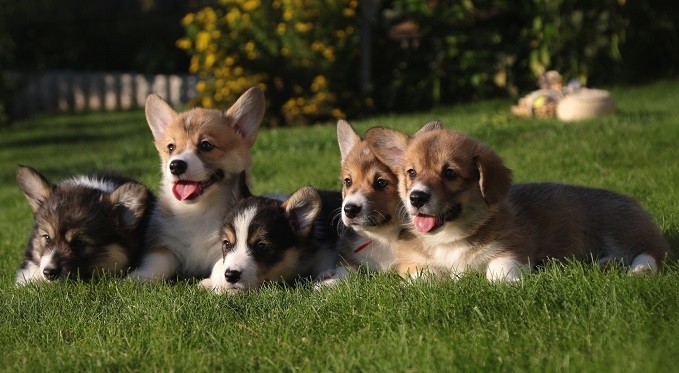 corgis puppies green grass dogs amazing