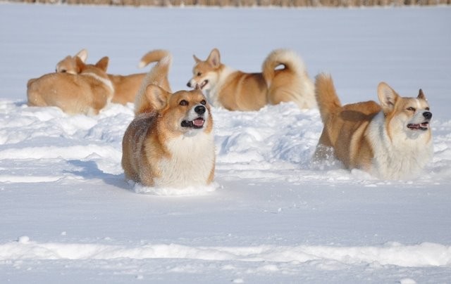 corgis snow ice pics