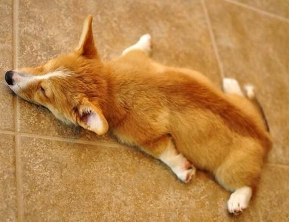 cute corgi sleep on floor