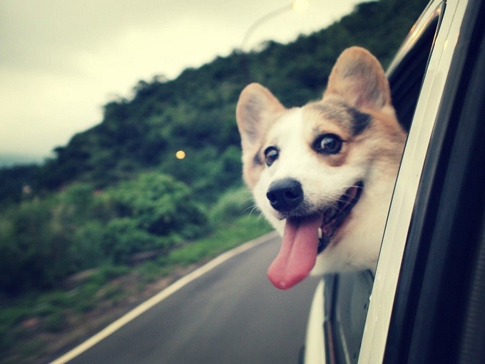 cute dog corgi car pics ride