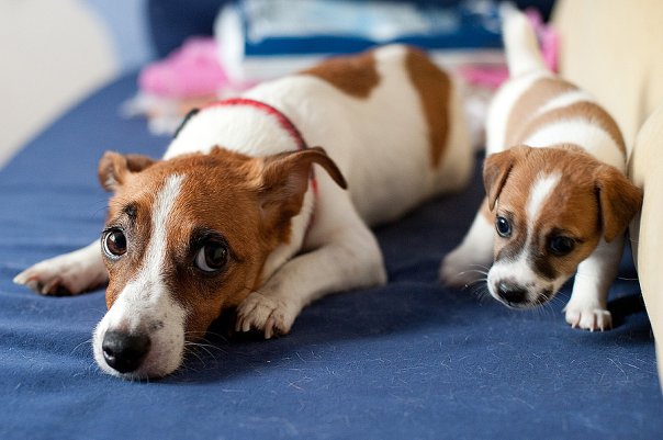 cute-jack-russell-puppy.jpg