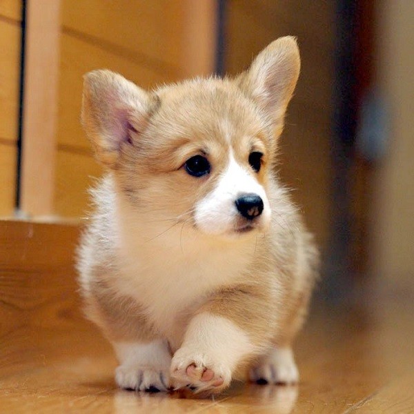cute puppy corgi photo