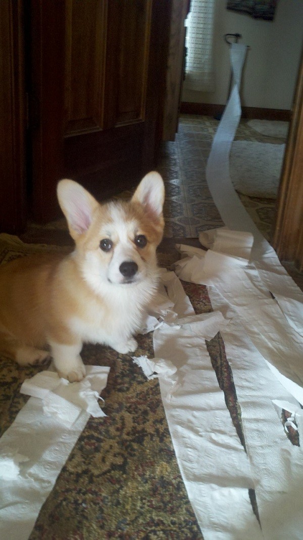 funny corgi dog mess