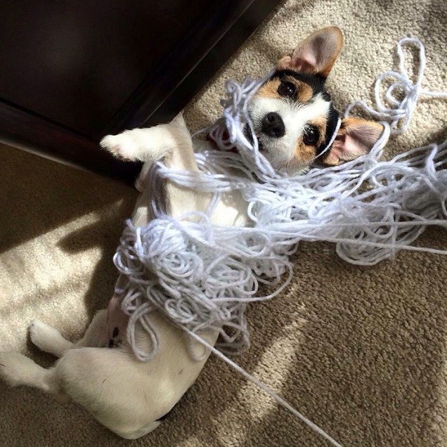 funny playful jack russell terrier dog playing