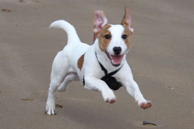 happy jack russell running