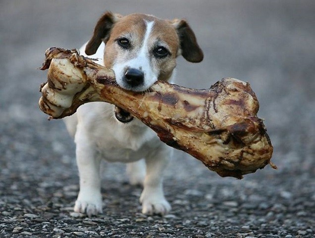 jack russell bone funny