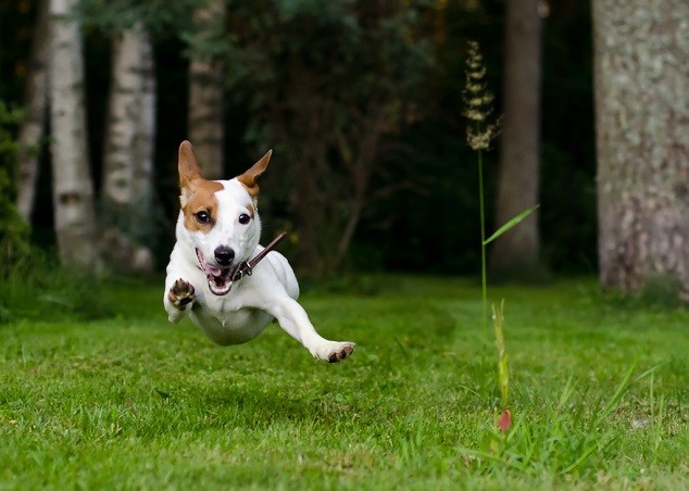 jack russell run green grass