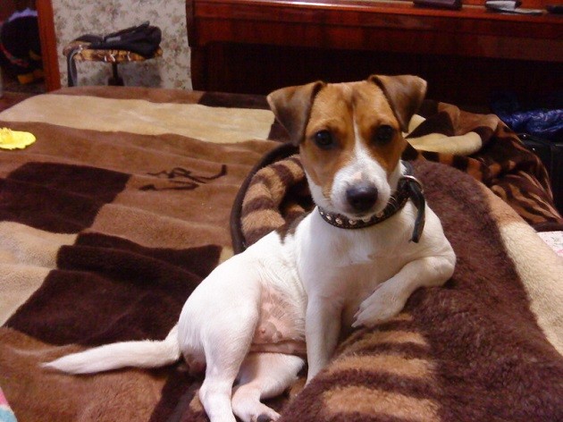 jack russell sofa rest