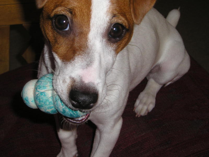 jack-russell-terrier-eyes