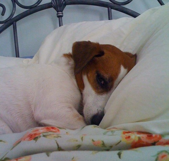 jack-russell-terrier-on-bed