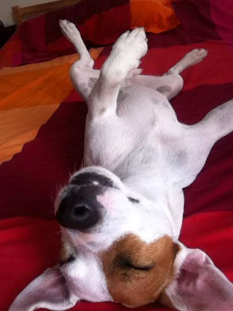 jack-russell-terrier-sleeping
