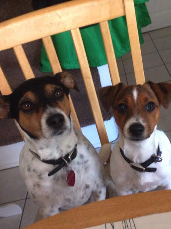 jack-russell-terriers-begging