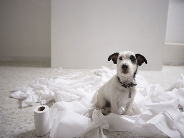 jack russell toilet paper fun