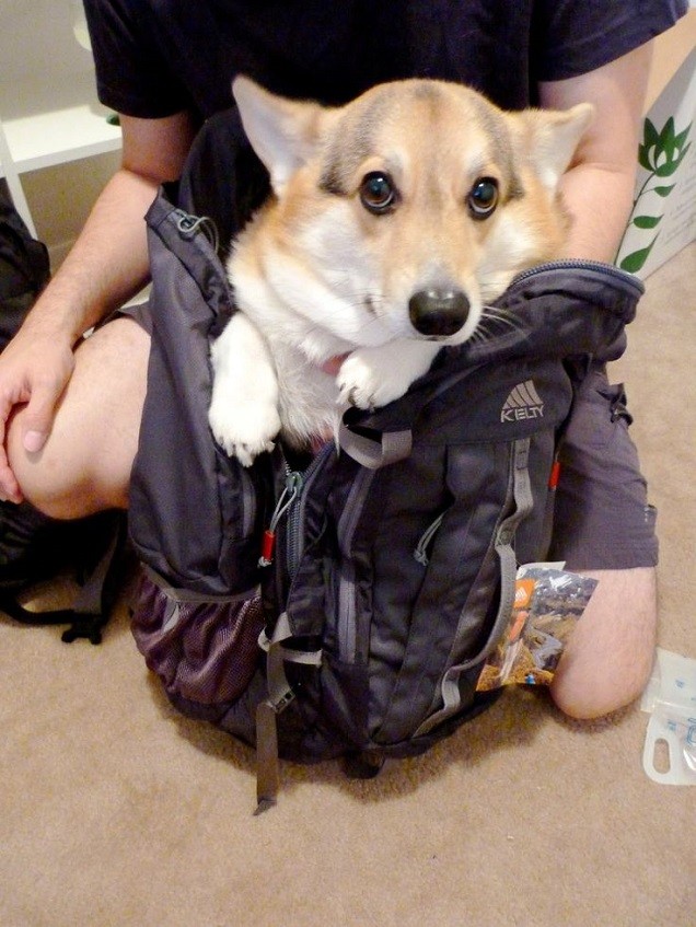 packing corgi funny
