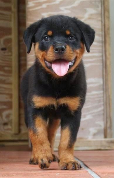 rottweiler 10