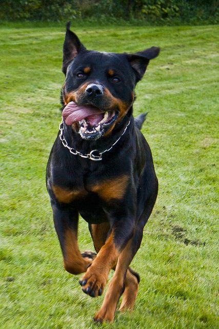 rottweiler 12