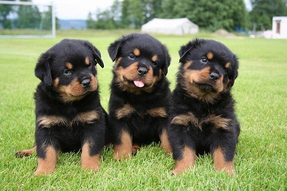 rottweiler 13