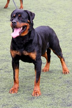 rottweiler 4