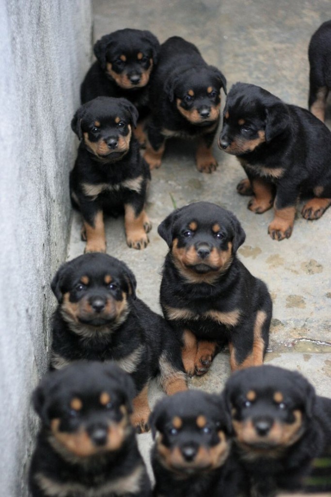 rottweiler 5