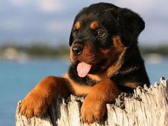 rottweiler 6