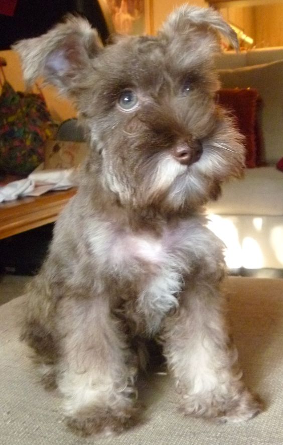 schnauzer 10