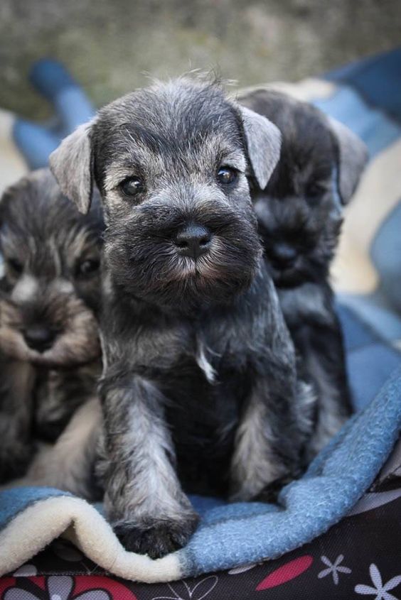 schnauzer 13