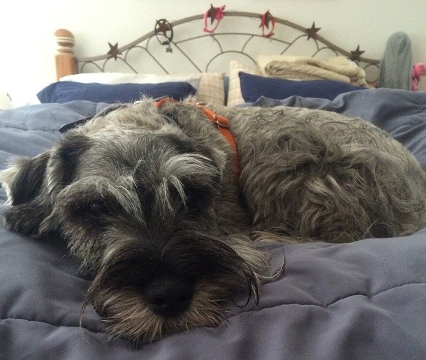 schnauzer-on-bed-dog