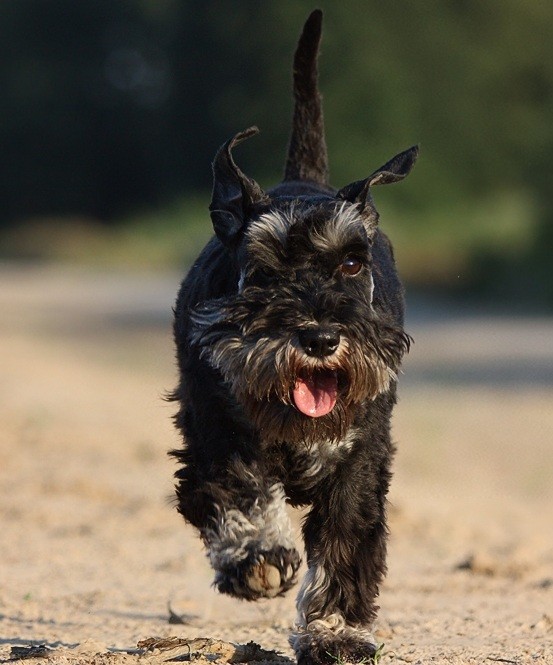 schnauzer photo