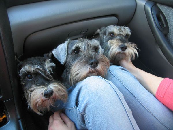 schnauzers in car