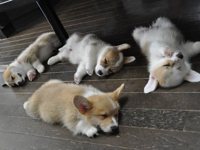 sleeping corgis funny puppies