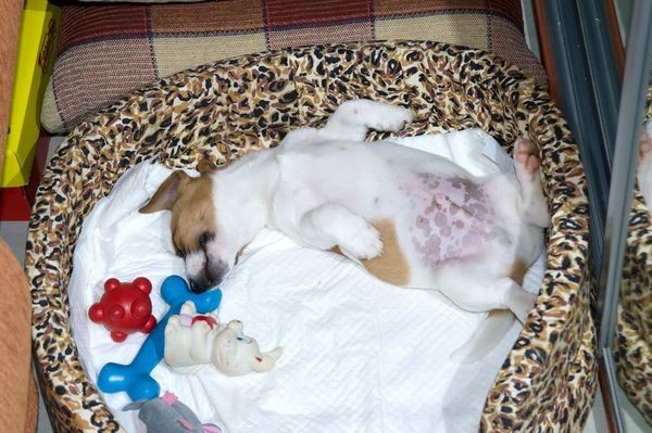 sleeping jack russell pics toys