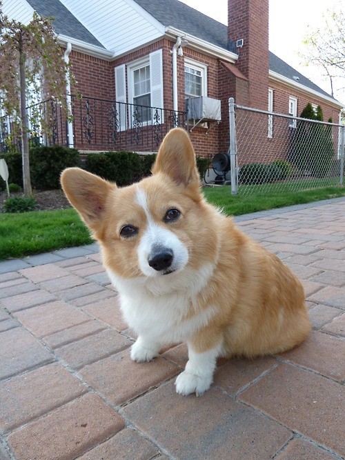 staring corgi pics