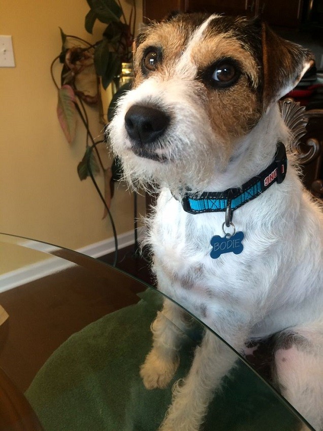 sweet jack russel eyes pics