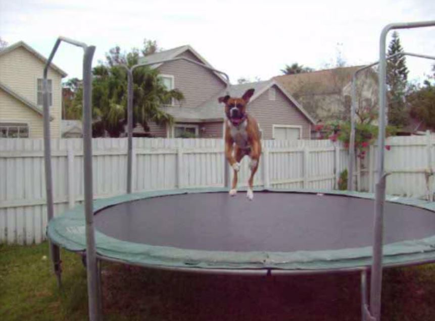trampoline boxer