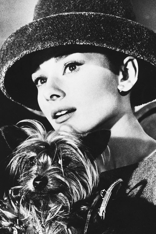 Audrey Hepburn and yorkie dog
