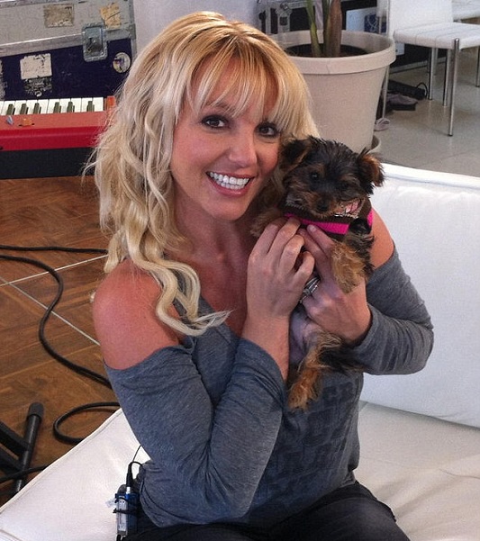 Britney Spears yorkie