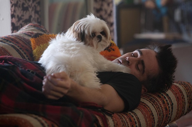 Colin Farell shih tzu