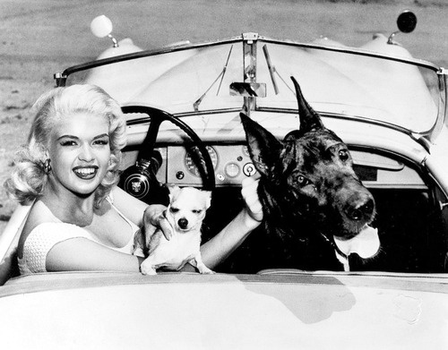Jayne Mansfield with dogs