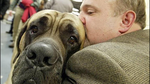 Larry Wolfe english mastiff