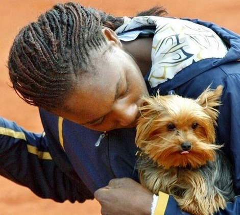 Venus Williams yorkie