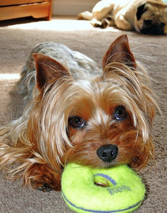 Yorkshire Terrier beautiful eyes