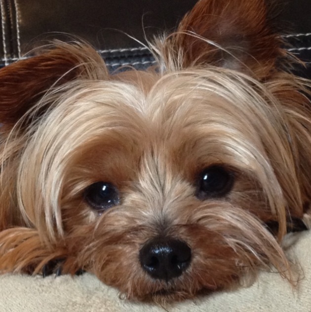 Yorkshire Terrier dog face