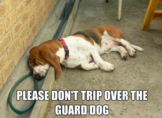 basset hound meme