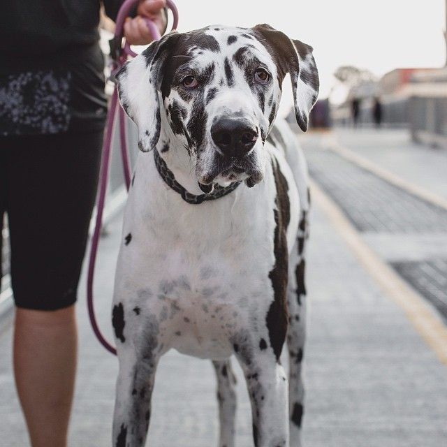 beautiful great dane street