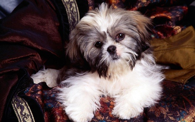 beautiful shih tzu dog couch