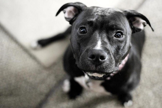 black pit bull eyes staring