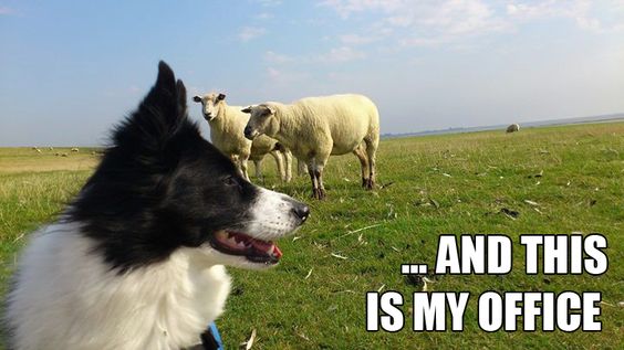 border collie office meme